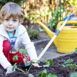 Como ter uma Horta Orgânica em casa