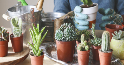 5 tipos de suculentas para ter em casa