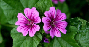 Conheça os benefícios e como cultivar a Malva, essa incrível planta medicinal