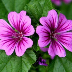 Conheça os benefícios e como cultivar a Malva, essa incrível planta medicinal