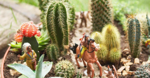 5 dicas para manter seus cactos saudáveis
