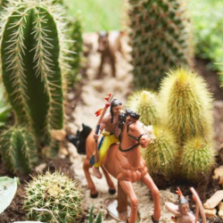 5 dicas para manter seus cactos saudáveis
