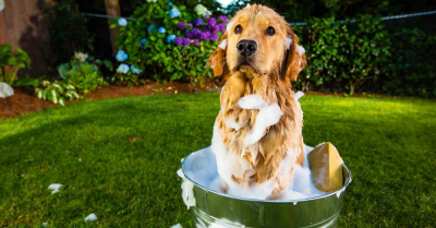 Pode dar banhos nos pets com detergente de cozinha?