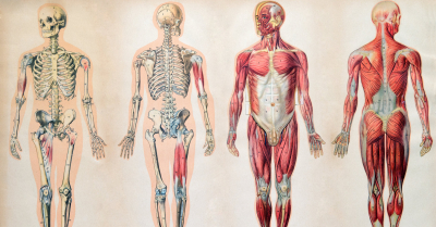 Mais da metade do seu corpo não é humano, dizem cientistas