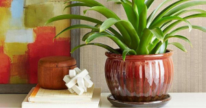3 plantas de médio e grande porte que estavam faltando em sua casa (e como deixá-las vivas)