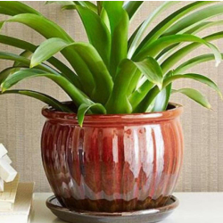 3 plantas de médio e grande porte que estavam faltando em sua casa (e como deixá-las vivas)