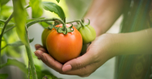 5 alimentos capazes de prevenir o câncer