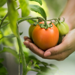 5 alimentos capazes de prevenir o câncer